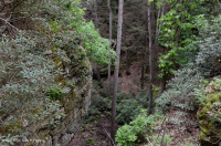 Rừng Cumberland Mountain Acidic Cove – CEGL008407