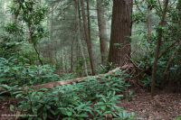 Rừng Cove có tính axit của vùng Appalachian phía Nam – CEGL007543