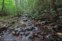 Rừng Cove có tính axit của vùng Appalachian phía Nam – CEGL007543