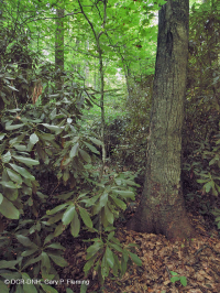 Rừng Cove có tính axit của vùng Appalachian phía Nam – CEGL007543