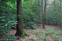 Rừng Cove có tính axit của vùng Appalachian phía Nam – CEGL007543