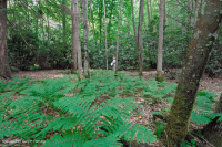 Rừng Cove có tính axit của vùng Appalachian phía Nam – CEGL007543