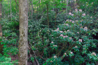 Rừng Cove có tính axit của vùng Appalachian phía Nam – CEGL007543