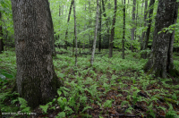 Rừng Cove có tính axit của vùng Appalachian phía Nam – CEGL007543