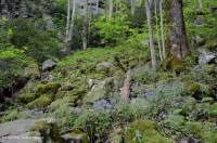 Rừng Cumberland Mountain Acidic Cove - CEGL008407