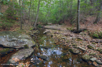 Rừng Cove có tính axit Appalachian Trung tâm (Loại Hemlock - Chestnut Oak) – CEGL008512