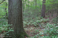 Rừng Cove có tính axit Appalachian Trung tâm (Loại Hemlock - Chestnut Oak) – CEGL008512