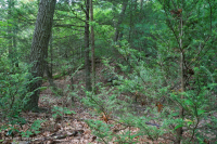 Rừng Cove có tính axit Appalachian Trung tâm (Loại Hemlock - Chestnut Oak) – CEGL008512