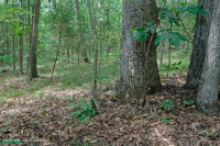 Rừng cứng Piedmont phía Nam – CEGL003714