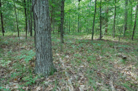 Rừng cứng Piedmont phía Nam – CEGL003714