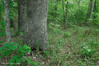 Rừng cứng Piedmont phía Nam – CEGL003714