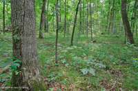 Rừng cứng Piedmont phía Nam – CEGL003714