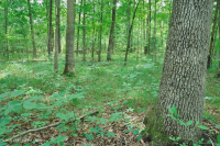 Rừng cứng Piedmont phía Nam – CEGL003714