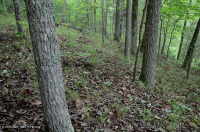 Rừng cứng Piedmont phía Nam – CEGL003714