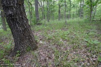 Rừng cứng Piedmont phía Nam – CEGL003714