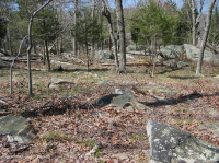 Rừng cứng Potomac River Bedrock Terrace – CEGL006209