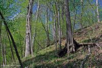 Rừng đá vôi khô ven biển – CEGL007748