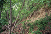 Rừng đá vôi khô ven biển – CEGL007748