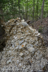 Rừng đá vôi khô ven biển – CEGL007748