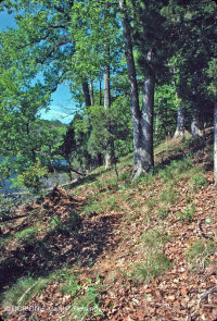 Rừng đá vôi khô ven biển – CEGL007748