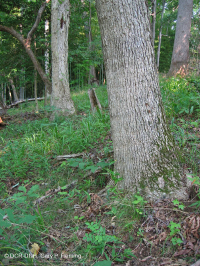 Rừng đá vôi khô ven biển – CEGL007748