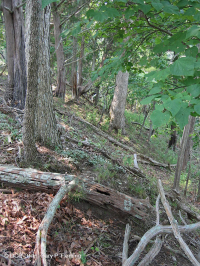 Rừng đá vôi khô ven biển – CEGL007748