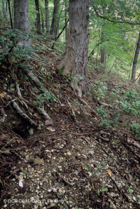 Rừng đá vôi khô ven biển – CEGL007748