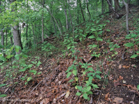 Rừng đá vôi khô ven biển – CEGL007748