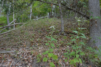 Rừng đá vôi khô đồng bằng ven biển - CEGL007748