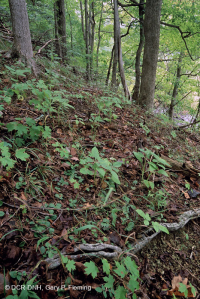 Rừng đá vôi khô ven biển – CEGL007748