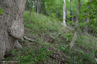 Rừng đá vôi khô ven biển – CEGL007748