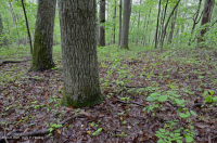 Inner Piedmont / Lower Blue Ridge Basic Oak - Rừng Hickory – CEGL008514 Inner Piedmont / Lower Blue Ridge Basic Oak - Rừng Hickory – CEGL008514