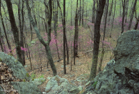 Inner Piedmont / Lower Blue Ridge Basic Oak - Rừng Hickory – CEGL008514 Inner Piedmont / Lower Blue Ridge Basic Oak - Rừng Hickory – CEGL008514