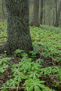 Inner Piedmont / Lower Blue Ridge Basic Oak - Rừng Hickory – CEGL008514 Inner Piedmont / Lower Blue Ridge Basic Oak - Rừng Hickory – CEGL008514
