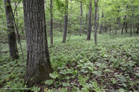 Inner Piedmont / Lower Blue Ridge Basic Oak - Rừng Hickory – CEGL008514 Inner Piedmont / Lower Blue Ridge Basic Oak - Rừng Hickory – CEGL008514