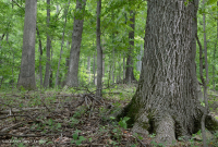 Inner Piedmont / Lower Blue Ridge Basic Oak - Rừng Hickory – CEGL008514 Inner Piedmont / Lower Blue Ridge Basic Oak - Rừng Hickory – CEGL008514