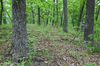 Inner Piedmont / Lower Blue Ridge Basic Oak - Rừng Hickory – CEGL008514 Inner Piedmont / Lower Blue Ridge Basic Oak - Rừng Hickory – CEGL008514