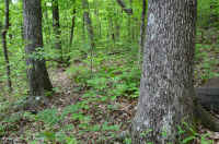 Inner Piedmont / Lower Blue Ridge Basic Oak - Rừng Hickory – CEGL008514 Inner Piedmont / Lower Blue Ridge Basic Oak - Rừng Hickory – CEGL008514