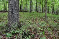 Inner Piedmont / Lower Blue Ridge Basic Oak - Rừng Hickory – CEGL008514 Inner Piedmont / Lower Blue Ridge Basic Oak - Rừng Hickory – CEGL008514