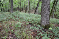 Inner Piedmont / Lower Blue Ridge Basic Oak - Rừng Hickory – CEGL008514 Inner Piedmont / Lower Blue Ridge Basic Oak - Rừng Hickory – CEGL008514
