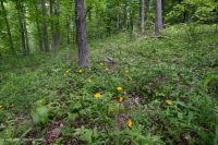 Sồi cơ bản Southern Piedmont - Rừng Hickory – CEGL007232 Sồi cơ bản Southern Piedmont - Rừng Hickory – CEGL007232