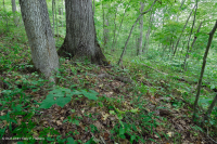 Sồi cơ bản Southern Piedmont - Rừng Hickory – CEGL007232 Sồi cơ bản Southern Piedmont - Rừng Hickory – CEGL007232