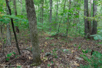 Sồi cơ bản Southern Piedmont - Rừng Hickory – CEGL007232 Sồi cơ bản Southern Piedmont - Rừng Hickory – CEGL007232