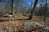 Northern Hardpan Basic Oak - Rừng Hickory – CEGL006216 Northern Hardpan Basic Oak - Rừng Hickory – CEGL006216