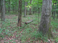 Northern Hardpan Basic Oak - Rừng Hickory – CEGL006216 Northern Hardpan Basic Oak - Rừng Hickory – CEGL006216