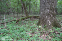 Northern Hardpan Basic Oak - Rừng Hickory – CEGL006216 Northern Hardpan Basic Oak - Rừng Hickory – CEGL006216