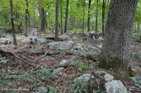 Sồi cứng cơ bản phía Bắc - Rừng Hickory - CEGL006216 Sồi cứng cơ bản phía Bắc - Rừng Hickory - CEGL006216