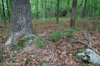 Northern Hardpan Basic Oak - Rừng Hickory – CEGL006216 Northern Hardpan Basic Oak - Rừng Hickory – CEGL006216
