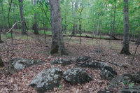 Northern Hardpan Basic Oak - Rừng Hickory – CEGL006216 Northern Hardpan Basic Oak - Rừng Hickory – CEGL006216