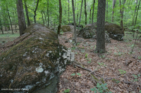 Northern Hardpan Basic Oak - Rừng Hickory – CEGL006216 Northern Hardpan Basic Oak - Rừng Hickory – CEGL006216